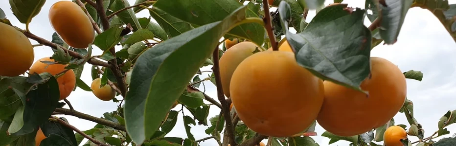 Murata fruit